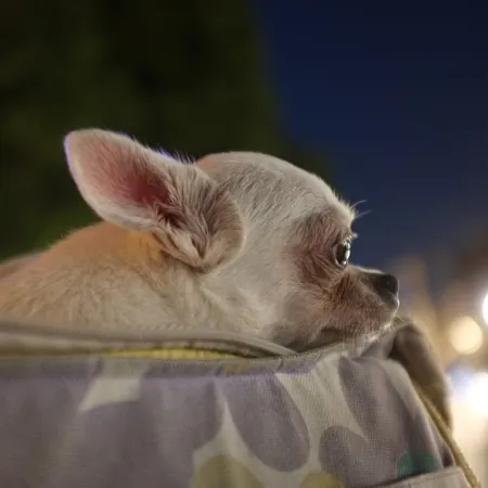 chihuahua-in-handbag-at-night