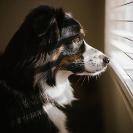 Dog looking out a window.