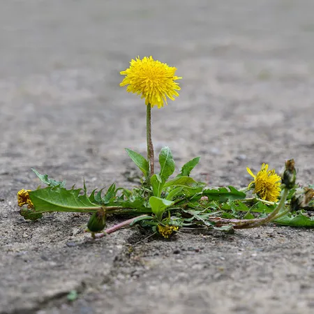 dandelion growing through concrete